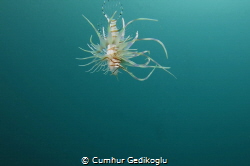 Pterois miles
Please Help!I'm falling. by Cumhur Gedikoglu 